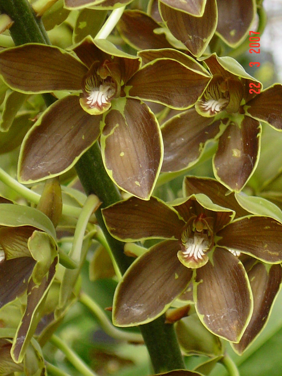 orquidea gramatophyllum
