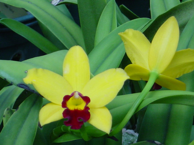 orquidea cattleya
