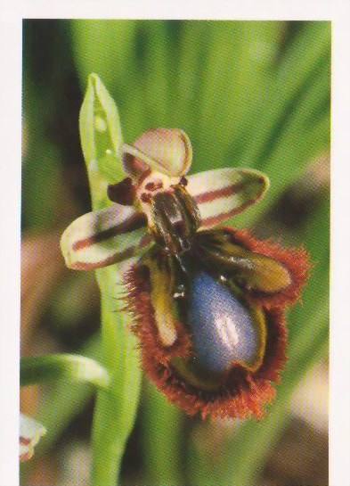 orquidea ophrys