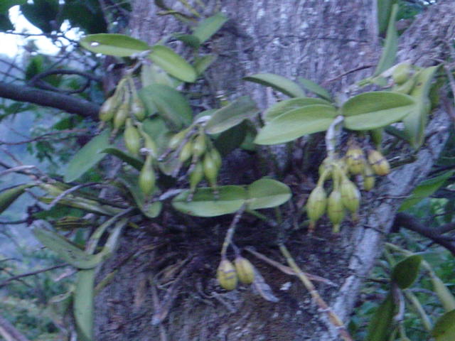 orquideas-reproduccion