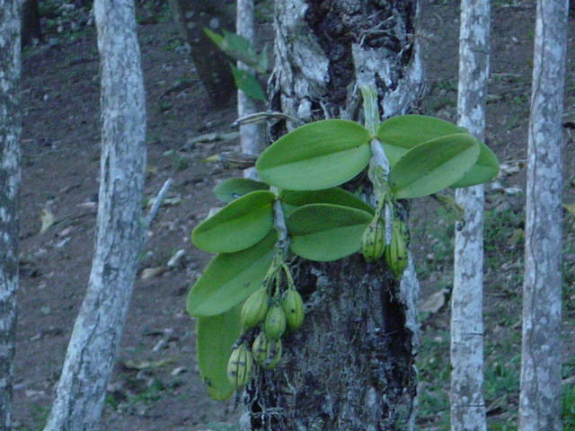 hojas de orquideas- Patricia G