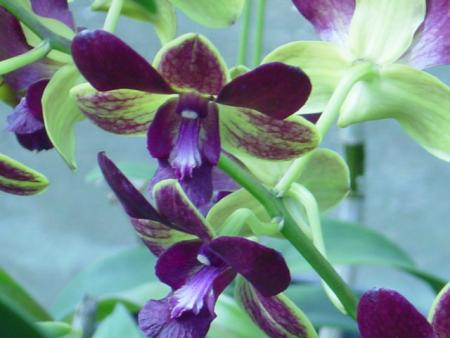 Cuidado de Orquideas Dendrobium