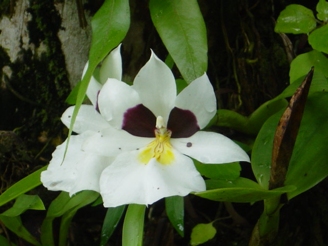 Orquidea Miltoniopsis de TusOrquideas.com