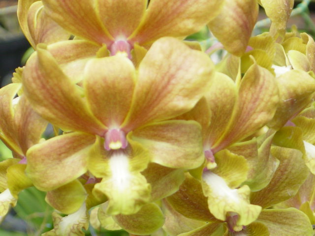 Orquidea dorada - TusOrquideas.com